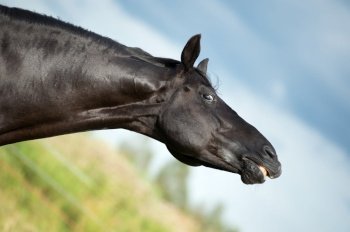 portrait of black stallion sniffing at pasture. close up