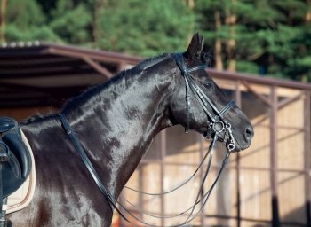 portrait of sportive dressage black stallion posing at stable background