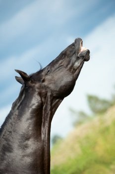 portrait of black stallion sniffing at pasture. close up