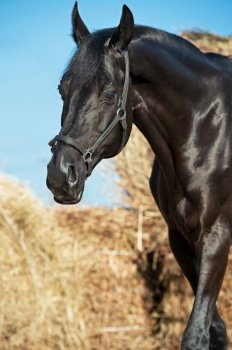  Portrait of  beautiful black breed stallion posing at hay background