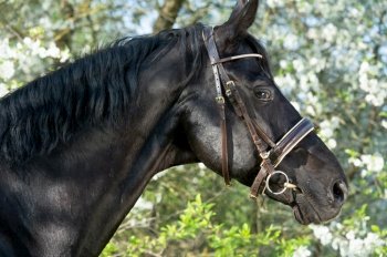 Portrait of  beautiful black  stallion around  spring blossom apple  trees