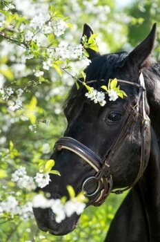  portrait of beautiful black  stallion posing  around  spring blossom apple  trees. close up