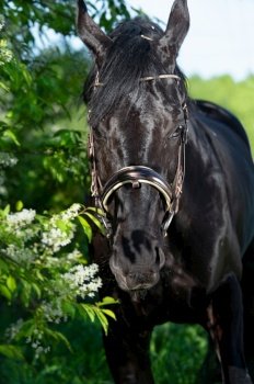  portrait of beautiful black  stallion posing  around  spring blossom apple  trees. close up