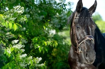  portrait of beautiful black sportive stallion posing  around  spring blossom apple  trees. close up