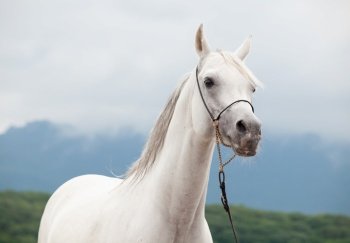 portrait of white beautiful arabian stallion against nice cloudy background