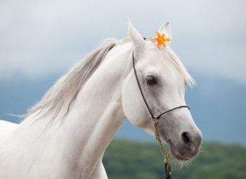 portrait of white beautiful arabian stallion with orange lily flower