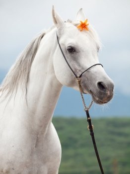 portrait of white amazing arabian stallion with orange flower