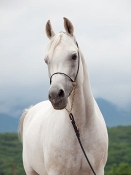 white amazing arabian stallion against cloudy  mountain  background