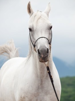 white amazing arabian stallion against cloudy  mountain  background