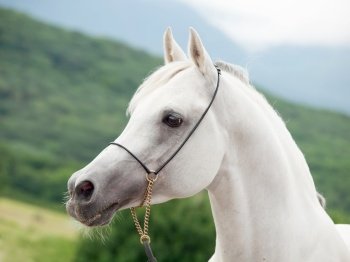portrait of white beautiful  arabian stallion against mountain background. close up