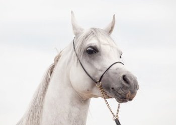 white amazing arabian stallion against cloudy  sky background. close up