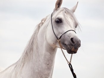 white amazing arabian stallion against cloudy  sky background