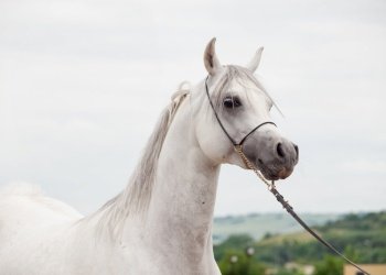 white amazing arabian stallion against cloudy  sky background. close up