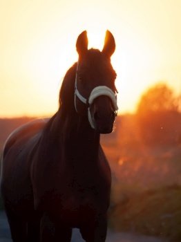 portrait of horse against sun. sunset time