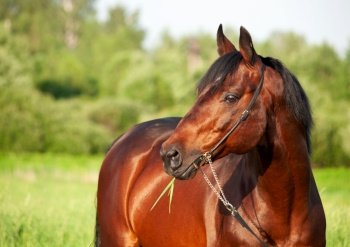 portrait of beautiful red-bay sportive stallion posing in green grass field