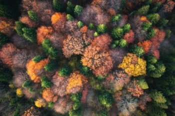 Aerial view of beautiful colorful autumn forest in Ukraine. Top view from drone of red and orange trees in fall at sunset. View from above of woods. Nature background. Multicolored leaves. Landscape. Aerial view of beautiful colorful autumn forest. Top view