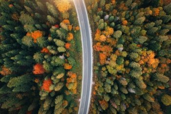 Aerial view of empty road in colorful autumn forest at sunset in Carpathians, Ukraine. Top view from drone of mountain road in woods. Beautiful landscape with highway, trees with orange leaves in fall. Aerial view of empty road in colorful autumn forest at sunset