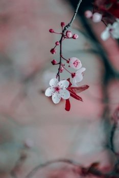 beautiful cherry blossom flower in springtime