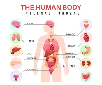 Organs in human body. Anatomical man silhouette, internal organs, educational infographics, medical biological poster, with stomach and bladder, lungs and brain, liver and heart, tidy vector concept. Organs in human body. Anatomical man silhouette, internal organs, educational infographics, medical biological poster, with stomach and bladder, lungs and brain, tidy vector concept