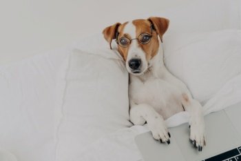 Relaxed clever jack russel terrier dog wears transparent glasses, works with laptop computer, stays in bedroom, uses wireless internet at home, has intelligent look. Domestic animals concept