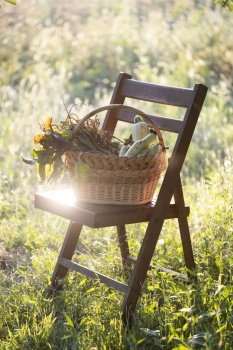 basket of vegetables stands in the garden on a chair
