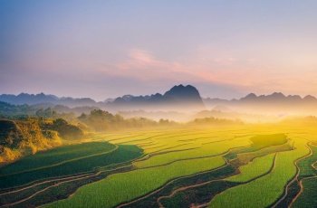 green rice fields in sunset light digital illustration