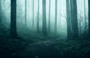 dark misty forest in autumn digital illustration
