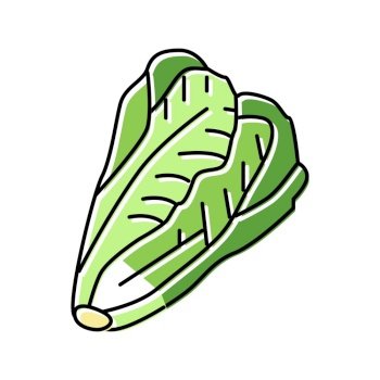 lettuce cabbage color icon vector. lettuce cabbage sign. isolated symbol illustration. lettuce cabbage color icon vector illustration