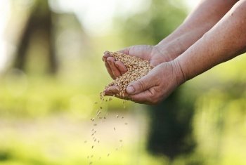 women’s hands pour wheat grains through their fingers. Spring harvest from the fields. Close-up. The concept of agriculture.. women’s hands pour wheat grains through their fingers. Spring harvest from the fields. Close-up. The concept of agriculture