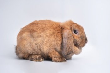 Furry and fluffy cute red brown rabbit erect ears are sitting look in the camera and cleaning the fur on the hands, isolated on white background. Concept of rodent pet and easter.
