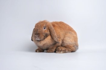 Furry and fluffy cute red brown rabbit erect ears are sitting look in the camera and cleaning the fur on the hands, isolated on white background. Concept of rodent pet and easter.
