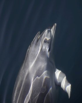 A bottlenose dolphin glides just under the surface of the water in the Milford Sound in Fiordland National Park.