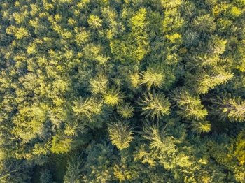 Sunny summer day and dense spruce forest. Flat lay aerial view. Spruce Forest on a Summer Day. Aerial View Flat Lay
