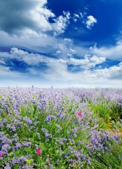 Vertical rural landscape with summer lavender field and bright blue sky.