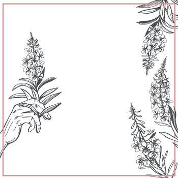 Hand-drawn Chamaenerion angustifolium ( Chamerion,  Epilobium, fireweed,willowherb, bombweed). Herbal tea plant.  Vector sketch  illustration.. Herbal tea plant.  Vector sketch  illustration.