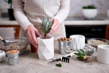 Woman holding Succulent haworthia Plant with roots ready for planting into White ceramic Pot.. Woman holding Succulent haworthia Plant with roots ready for planting into White ceramic Pot
