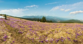 Violet Crocus heuffelianus (Crocus vernus) alpine flowers on spring Carpathian mountain plateau valley, Ukraine, Europe. Beautiful conceptual spring or early summer high-resolution panorama landscape.