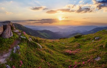 Carpathian morning summer panorama view with rhododendron flowers, Chornohora, Ukraine.