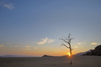 Sunrise in the Namib Desert behind dry camel thorn tree