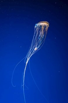Fluorescent jellyfish swimming underwater aquarium pool. The Northern sea nettle brown jellyfish chrysaora melanaster in blue water, ocean. Theriology, tourism, diving, undersea life.. Glow chrysaora melanaster or brown jellyfish in blue water. Theriology, undersea life
