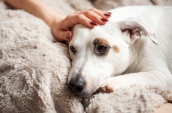 Woman hand touching a cute relaxed jack russell dog. The atmosphere of home comfort. Terrier laying on the grey blanket.