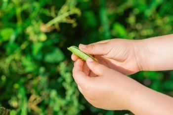 Open pod of pea in hands of a child in the garden in summer.. Fresh pods of green peas in hands of child.