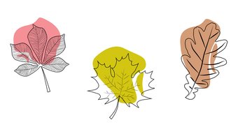 contour illustrations of tree leaves maple oak chestnut with colored spots