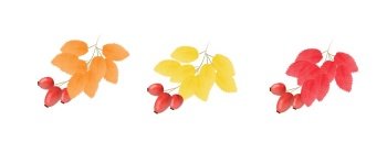Rosehip branches with watercolor brushes in different colors to decorate your design for spring, summer and autumn.