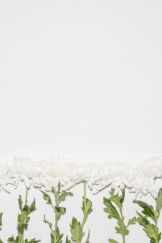 Beautiful flower concept, White blooming chrysanthemum are arrangement on bright white background.
