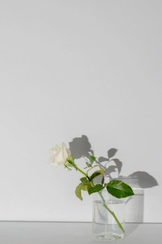 Beautiful flower concept, White blooming rose in vase with sunlight and shadow on grey background.