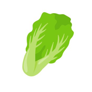 Lettuce. Green leafy vegetables for a healthy salad.