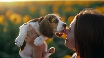 Little beagle puppy licks face of its owner with love. Happy dog spending good time on nature countryside sunflowers field background . Cute doggy. Hunting breed. High quality photo. Little beagle puppy licks face of its owner with love. Happy dog spending good time on nature countryside sunflowers field background . Cute doggy. Hunting breed.