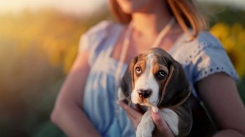 Tiny beagle puppy with his owner in beautiful sunflowers field. Woman with dog on nature backdrop. Cute lovely pet, new member of family. High quality photo. Tiny beagle puppy with his owner in beautiful sunflowers field. Woman with dog on nature backdrop. Cute lovely pet, new member of family.