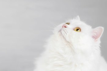 Portrait of fluffy domestic white highland straight scottish cat isolated on white studio background. Cute kitten or pussycat with big yellow eyes.. Portrait of fluffy domestic white highland straight scottish cat isolated on white studio background. Cute kitten or pussycat with big yellow eyes. Copy space.